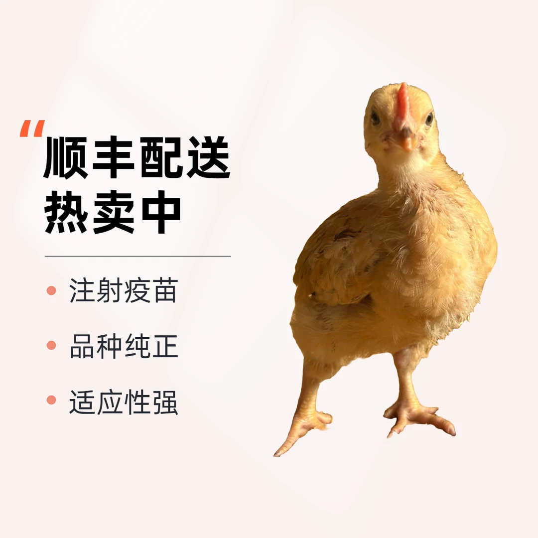 【包活到家】5只装  凤凰麻鸡三黄鸡小童鸡鸡苗 活体邮寄顺丰专车
