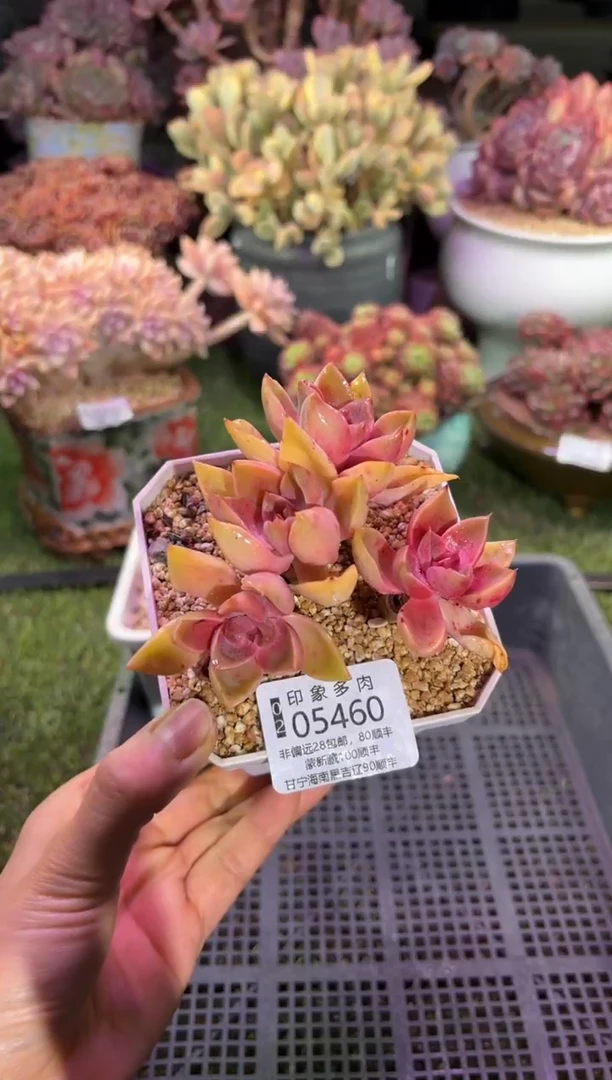 【闪购商品】05460