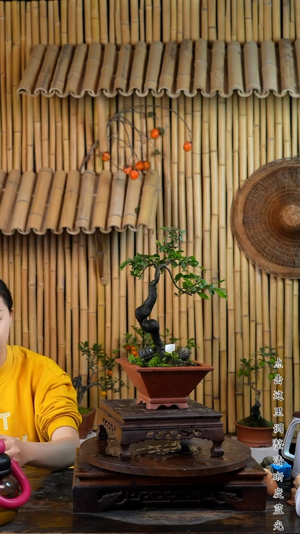 无花朵金弹子老桩盆景