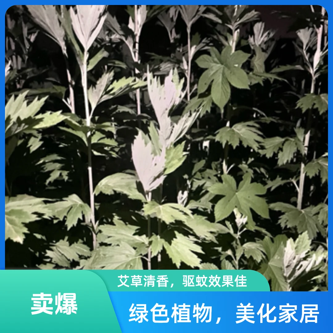 端午艾草 现割现发 15根 顺丰包邮