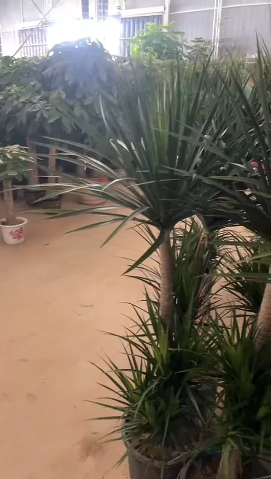 不开花植物黑珍珠