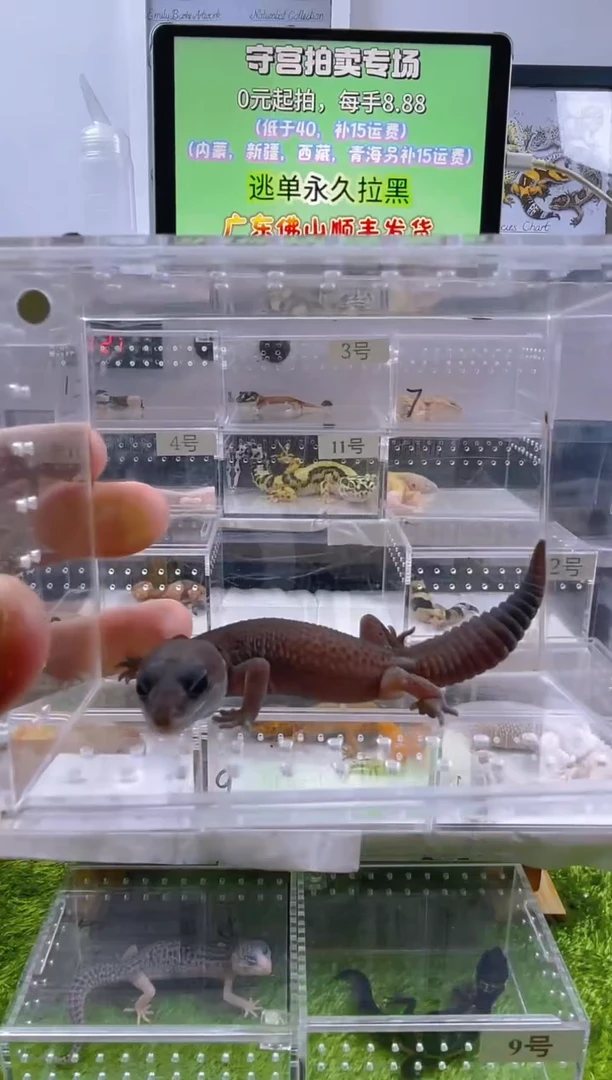 豹纹守宫豹纹守宫肥尾遛弯尾苗子亚成成体