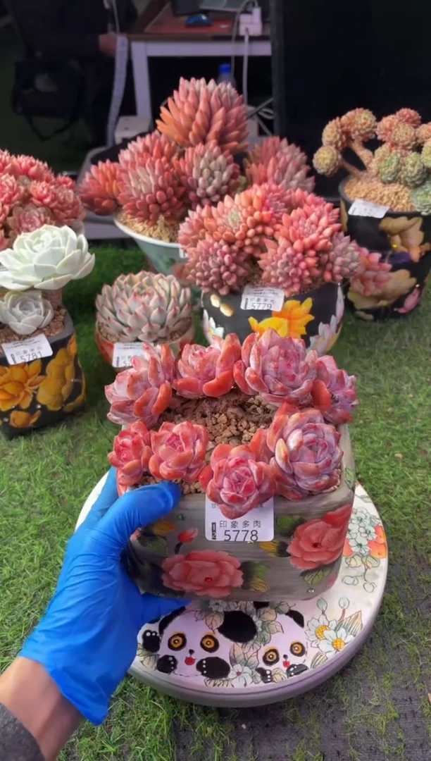 昆明印象多肉5778