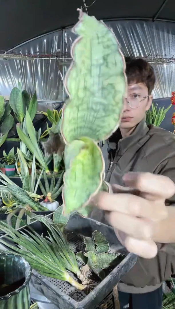 【闪购商品】龙翼15.8