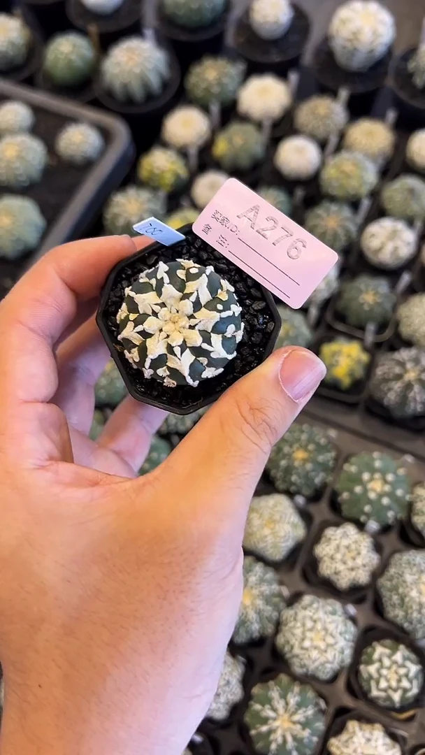 @***梨实生根星兜编码A276