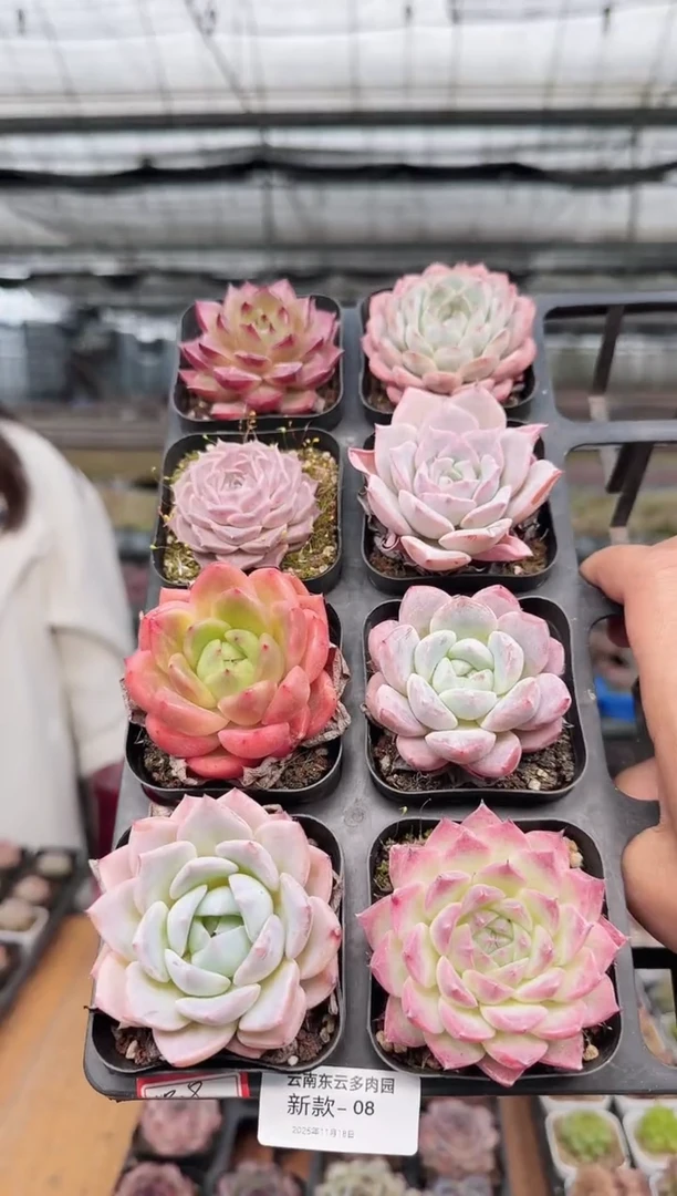 东云多肉园新款-08