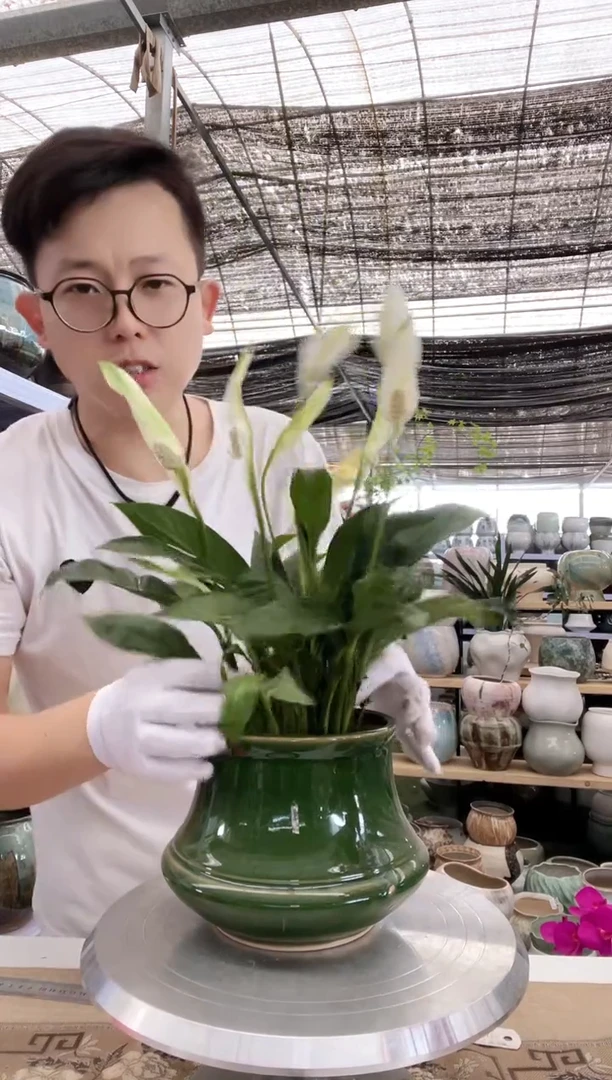 陶瓷花盆65直播链接