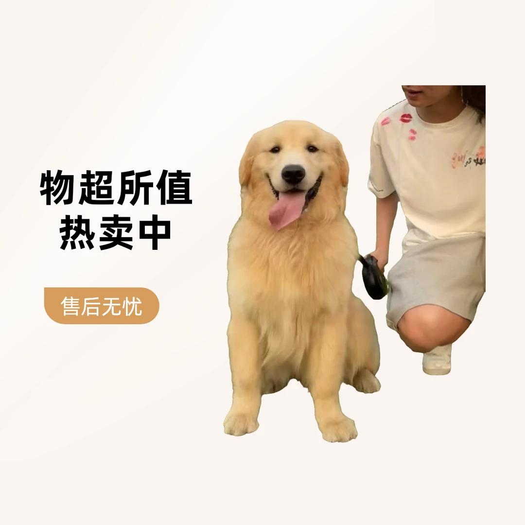 小成136李恒金毛大骨架金毛犬温顺