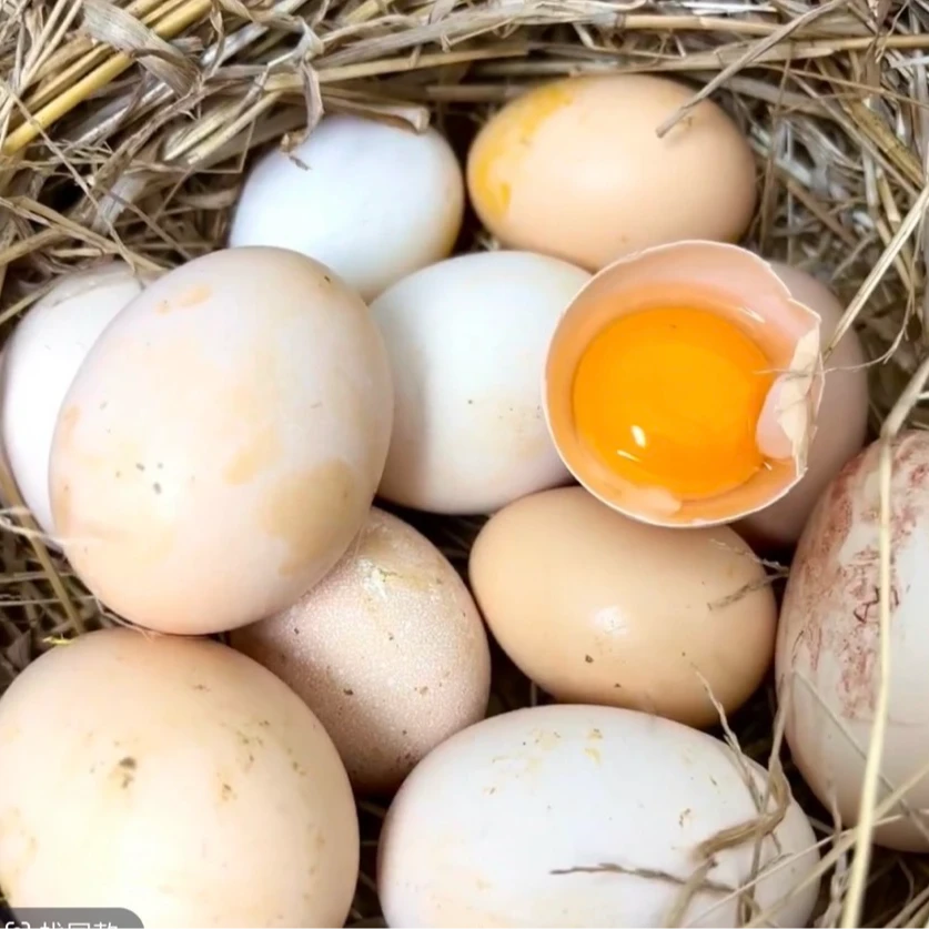 【广电好品】老粉福利农家散养土鸡蛋粉壳加关注亮灯牌}50枚