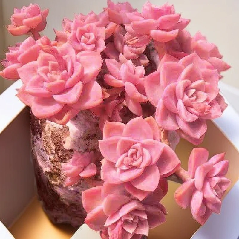 【彩虹糖】优质多肉植物新手绿植盆栽好养室内室外