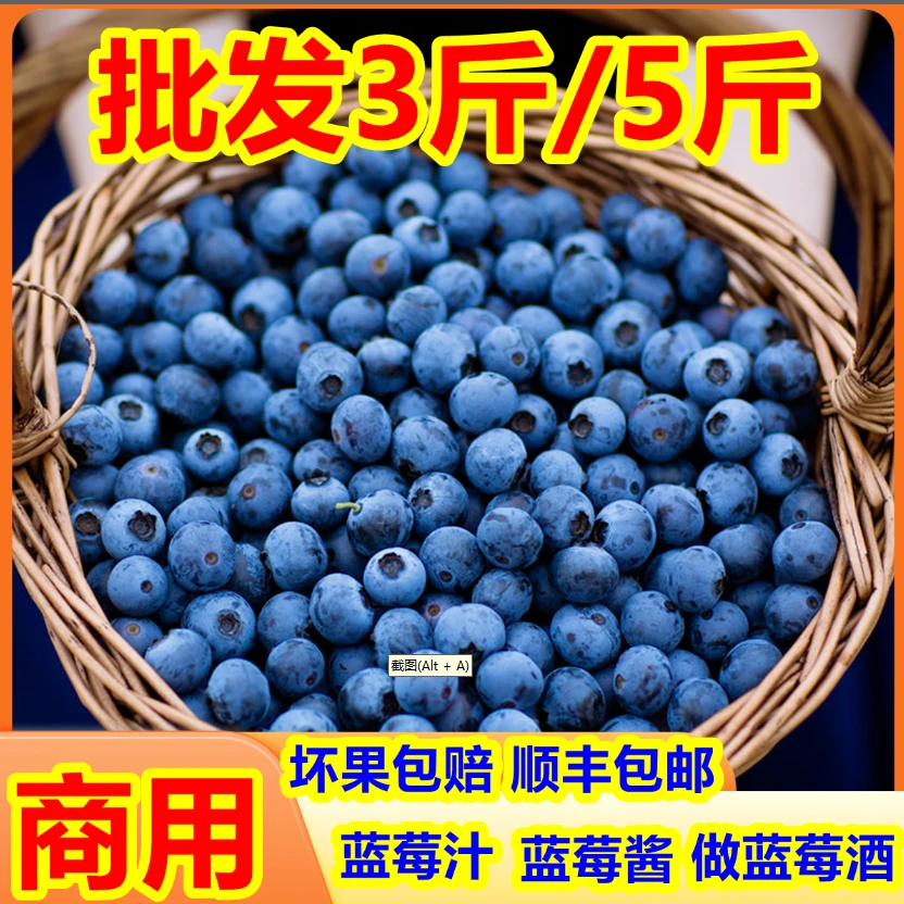 新鲜现摘蓝莓 3斤/5斤 中小果 果径14mm以下 做蓝莓汁 蓝莓酱 蓝莓酒山东沂蒙山区  3斤/5斤坏果包赔山东省