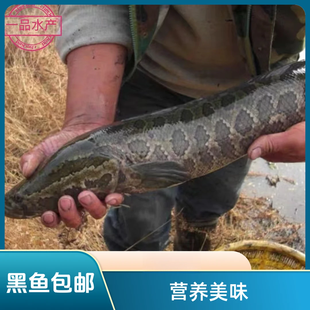 黑鱼生鱼乌鳢鱼家常做法营养美味酸菜鱼佳品1-5斤包邮包活到家