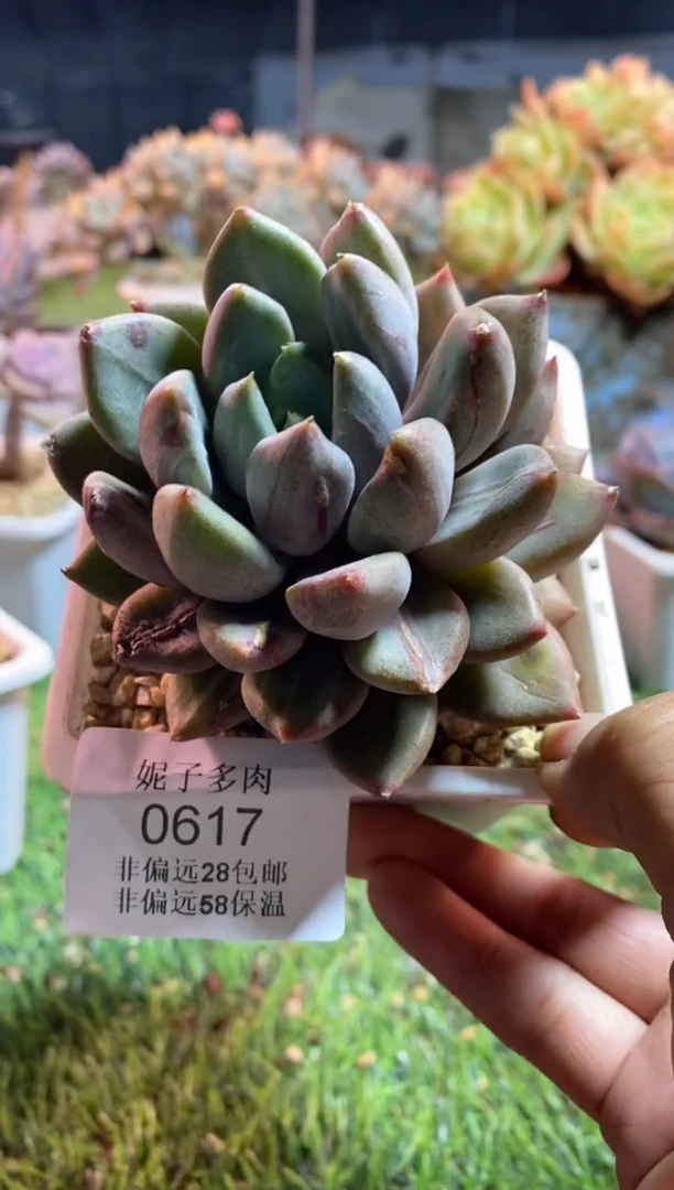 【闪购商品】0617a