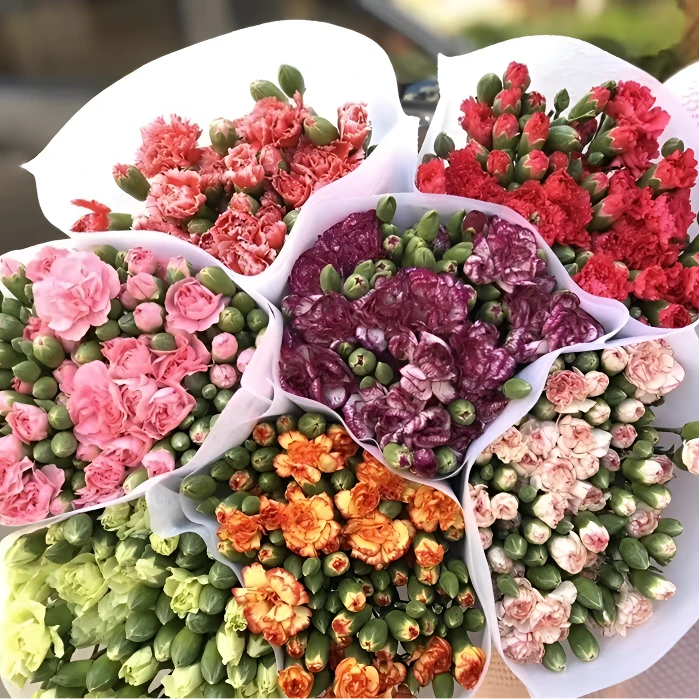 【母亲节限定】不选色多头康 鲜花两单以上包邮