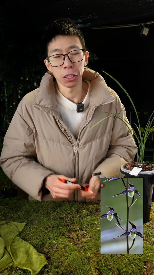 当前无花栽培后可以开花大****3寒兰-鸿雁（圈前垄单苗带芽）寄养