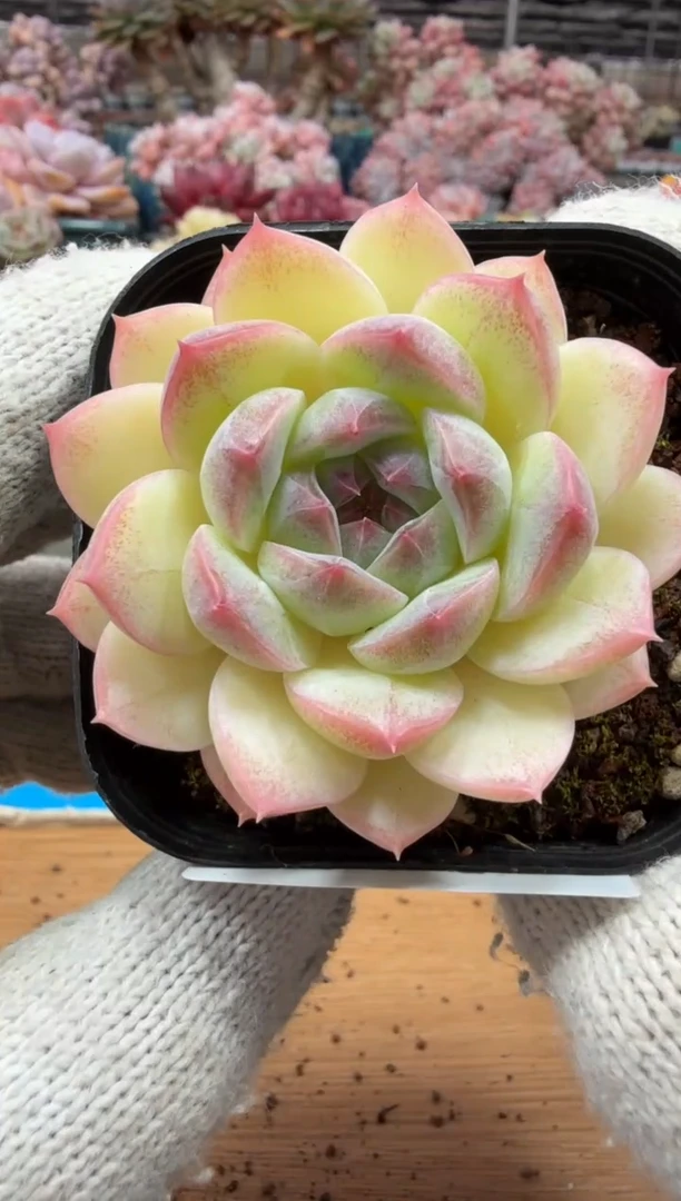 东云多肉园三店-66