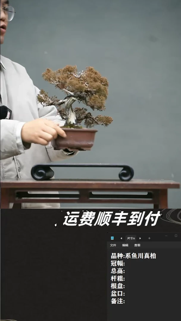 【闪购商品】22 系鱼川真柏