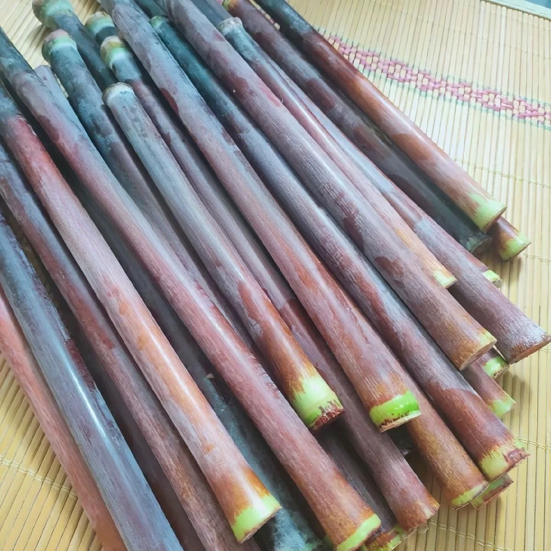 【红皮甜杆种子】新鲜甜杆种子甜杆种子