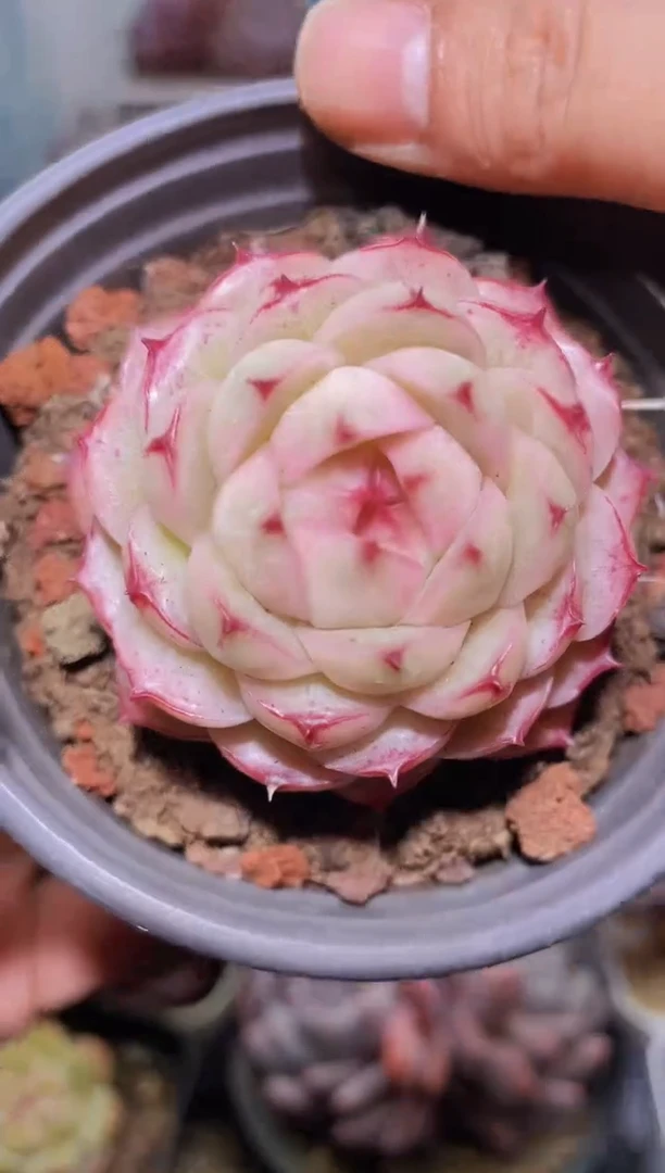 【闪购商品】223荆棘蔷薇多肉