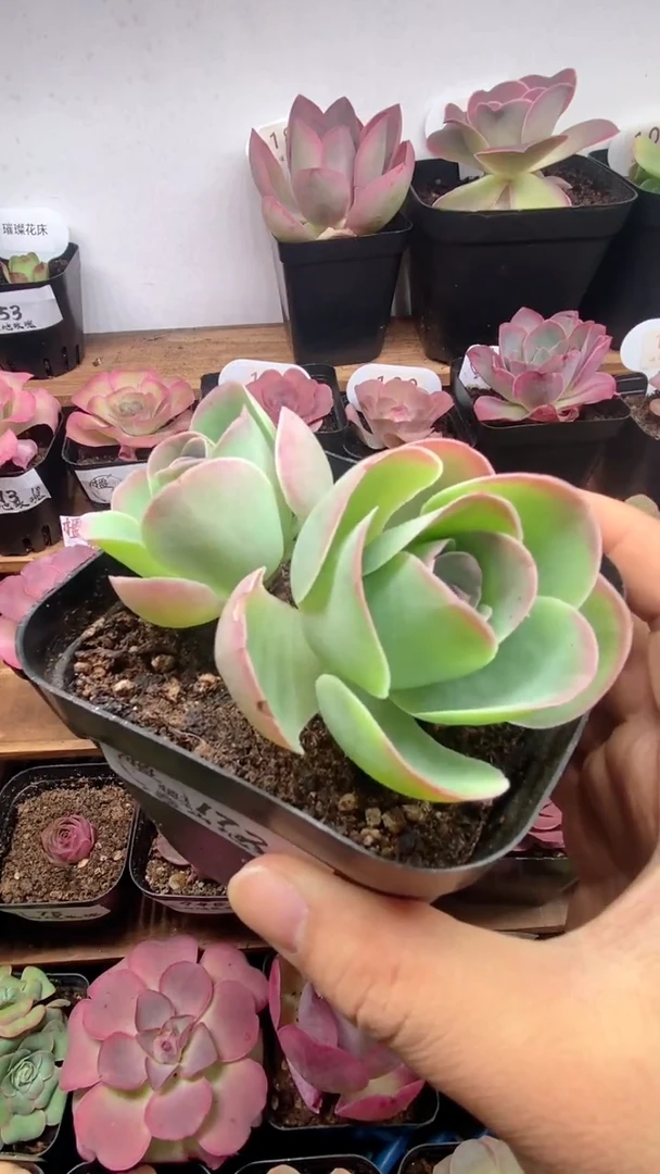 楹楹山地玫瑰/172