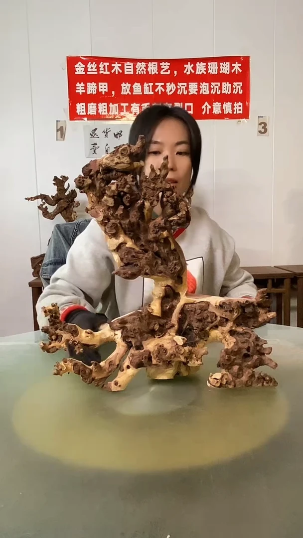 木宏*金丝红木  羊蹄甲