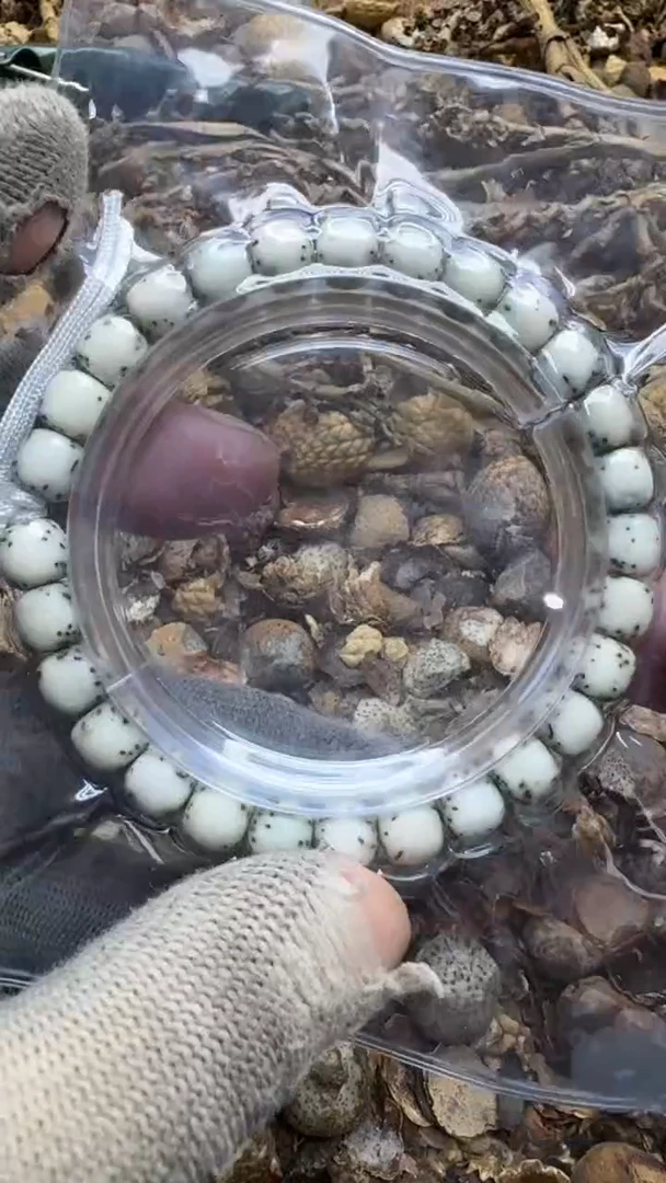 【闪购商品】星月菩提吊坠青稞手作8号