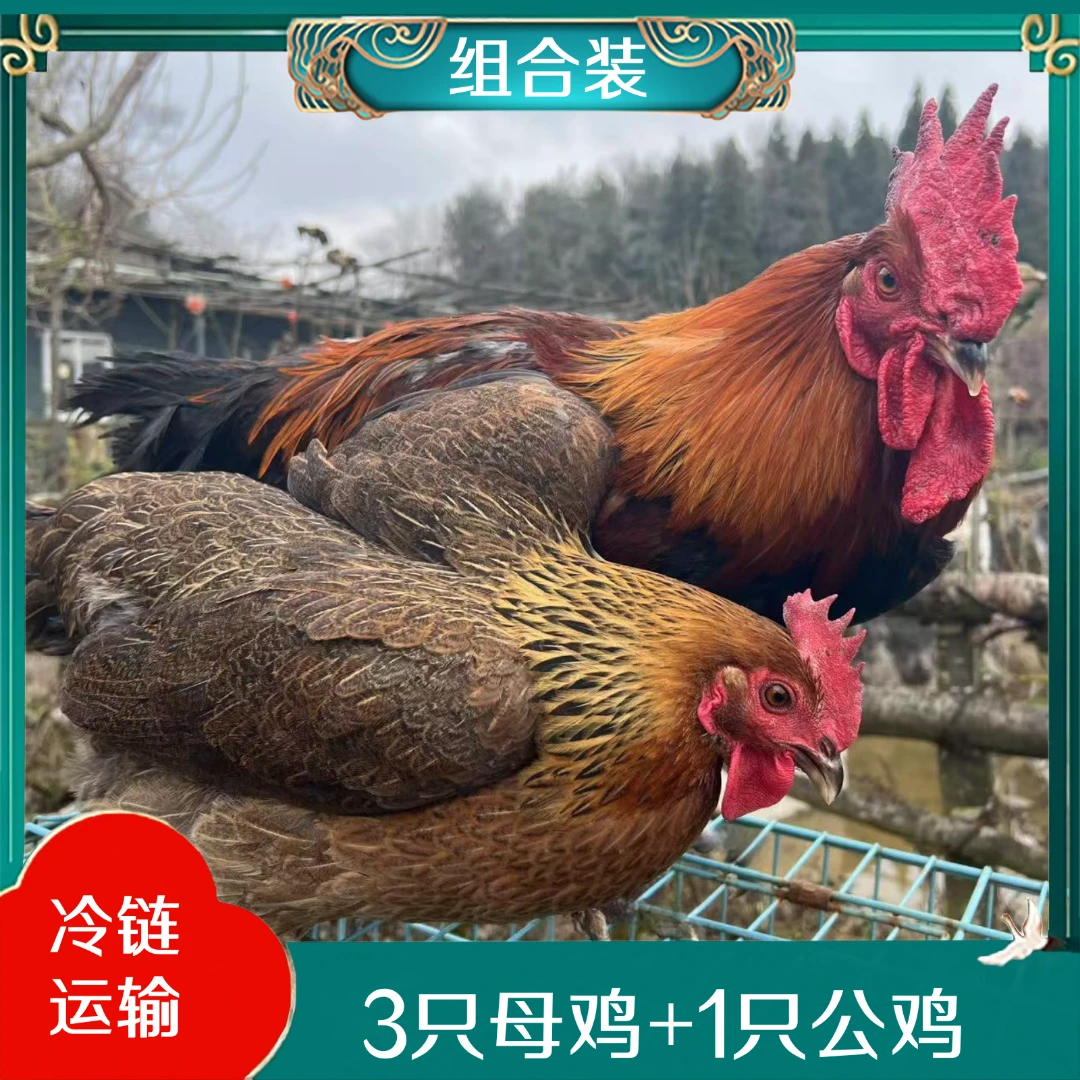 【农家土鸡】3只3年老母鸡 送1只黑脚公鸡  4只毛重14-15斤 带内脏