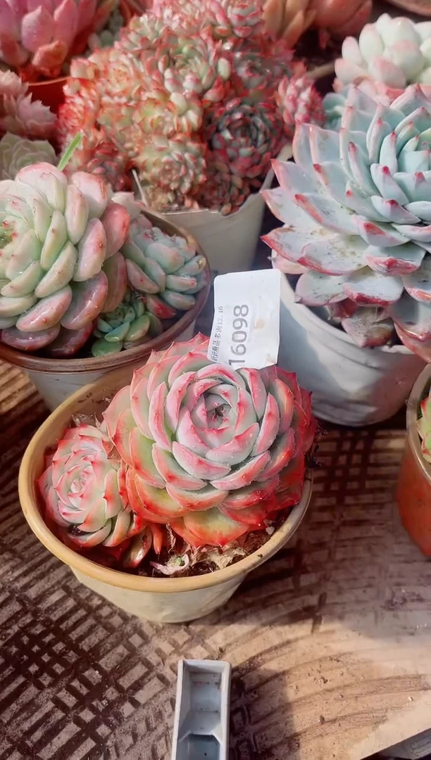 ?***亿跃跃精品多肉16098