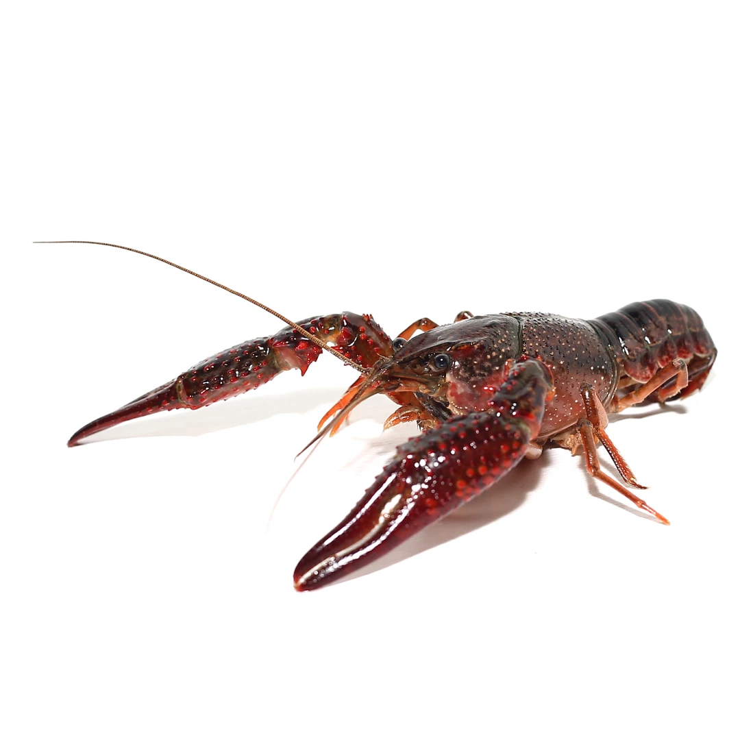 【鲜活大号小龙虾2公斤】曲靖同城小时达 免费清洗处理 去头去虾线小龙虾同城小龙虾同城小龙虾同城