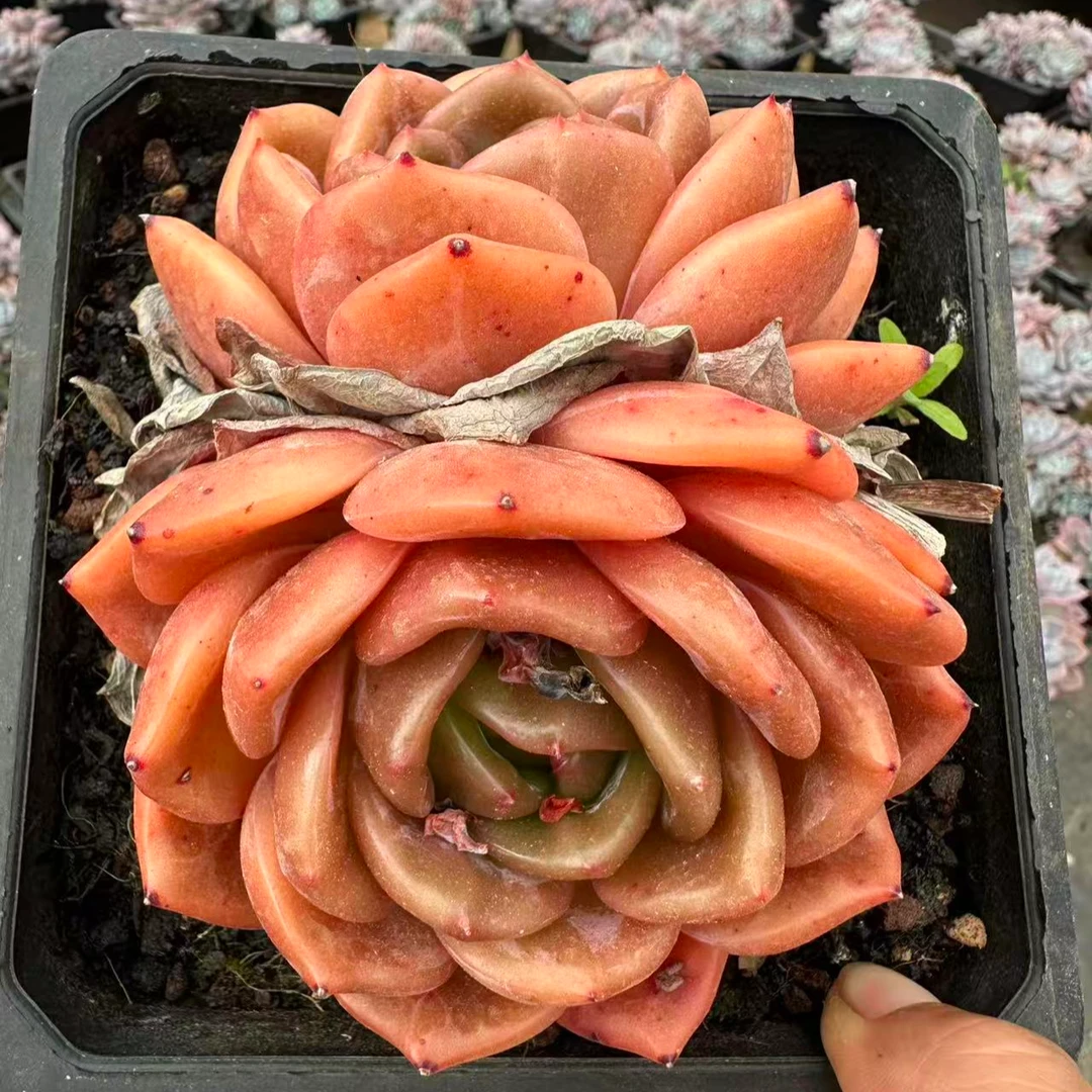 15#双头传奇多肉植物 前男友精品多肉