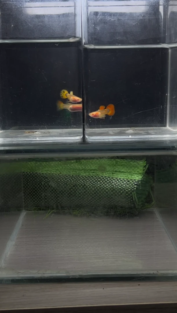 孔雀鱼小蜜蜂跑红短体编号17