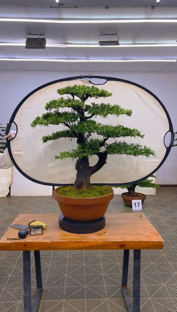 无花朵一物一拍一物一拍