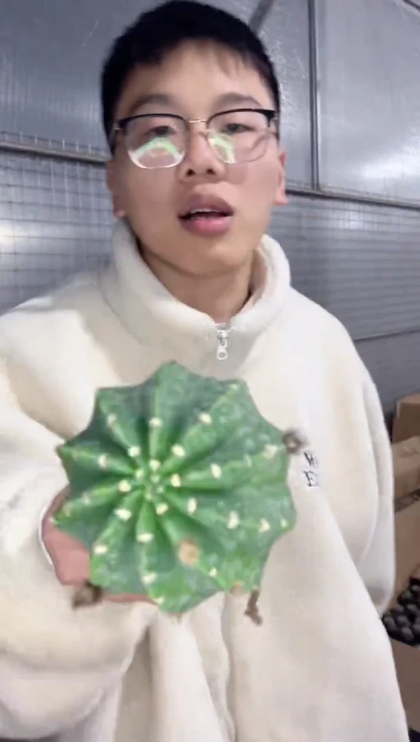 【闪购商品】2颗 大单头 短毛丸