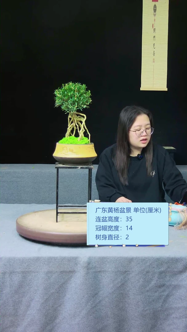 【闪购商品】黄杨盆景黄杨盆景