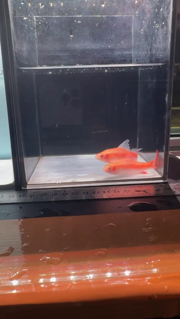 海水鱼白子红尾鲫