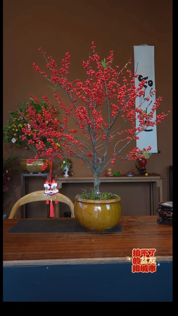 全部花朵冬青盆景盆景