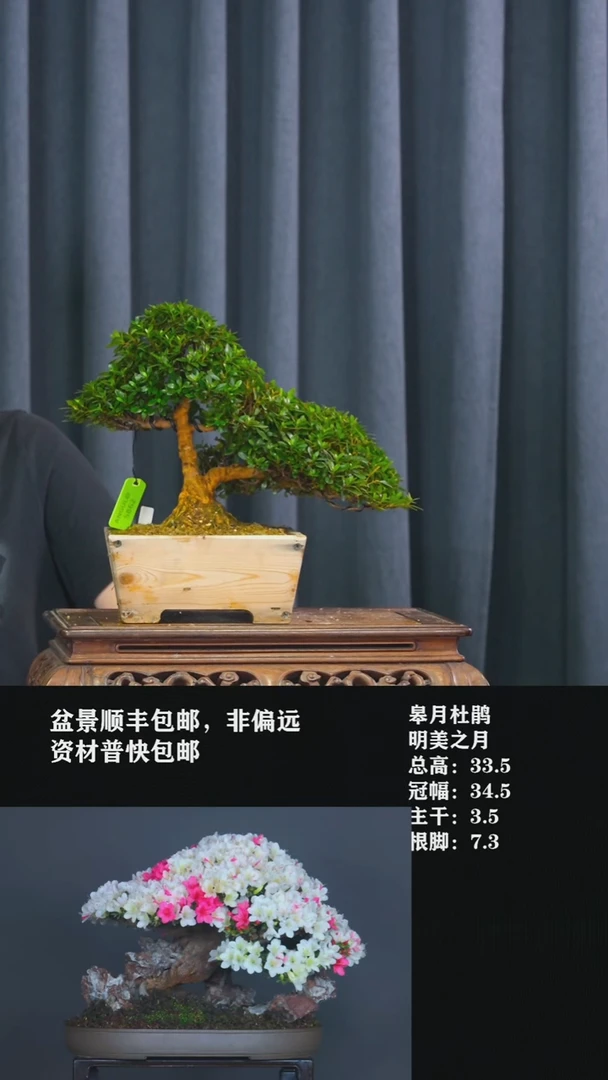 无花朵M****a明美之月-G5862