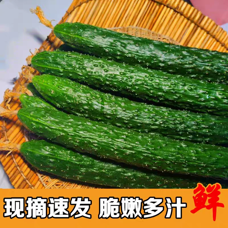 （新鲜现摘）山东寿光高品质农家自种绿芯黄瓜新鲜青瓜当季新鲜蔬菜