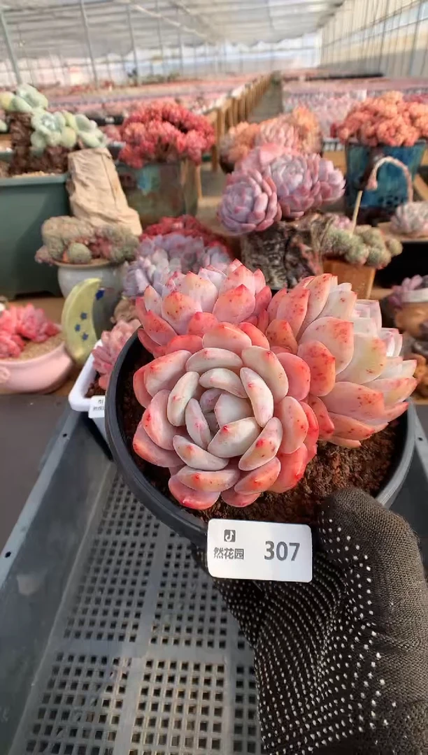 【闪购商品】307梦露一物一拍