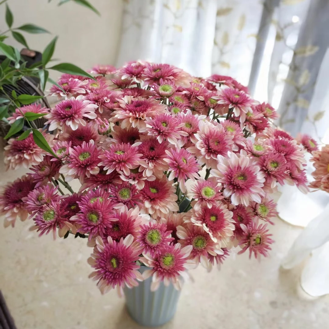 【顺丰发货】波多利粉雏菊鲜花1-4单一个运费自选品种