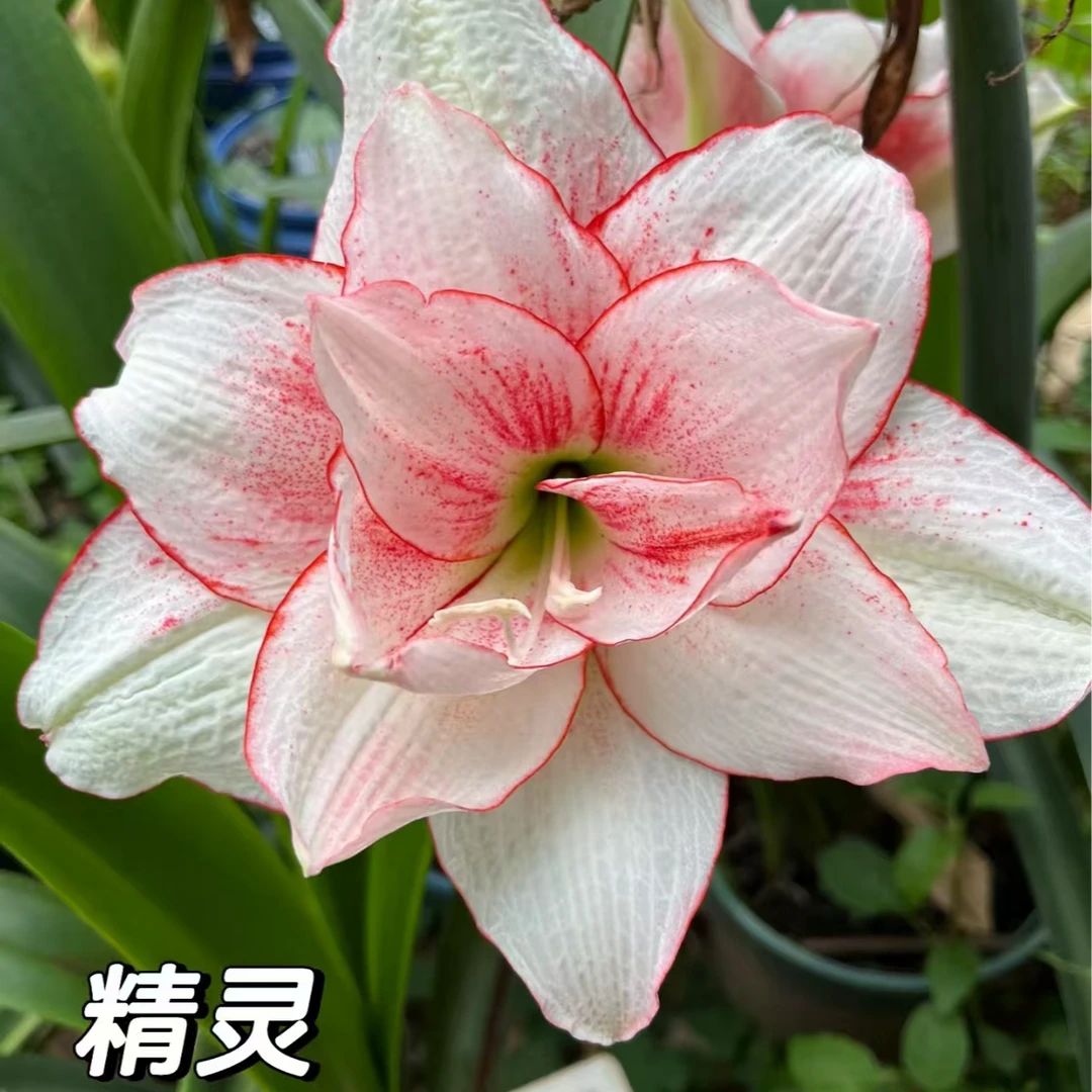 【精灵】★澳洲重瓣原生成熟朱顶红种球室内外盆栽观赏性高