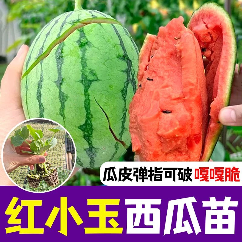 早春红玉西瓜苗麒麟西瓜种子高产冰糖懒人西瓜种子南方四季蔬菜