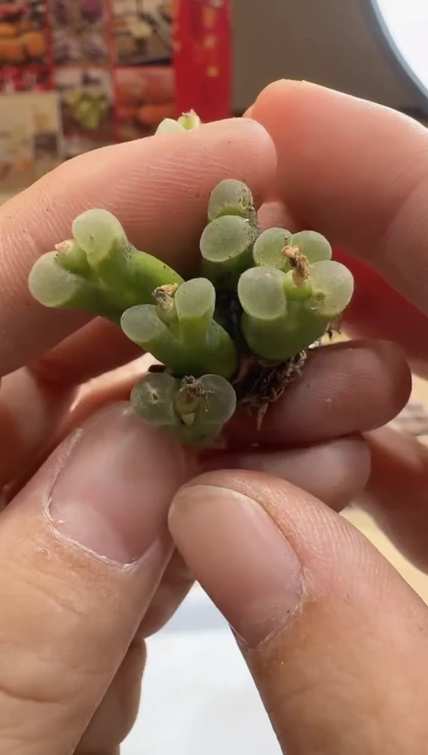 多肉植物肉锥脱土发29-278
