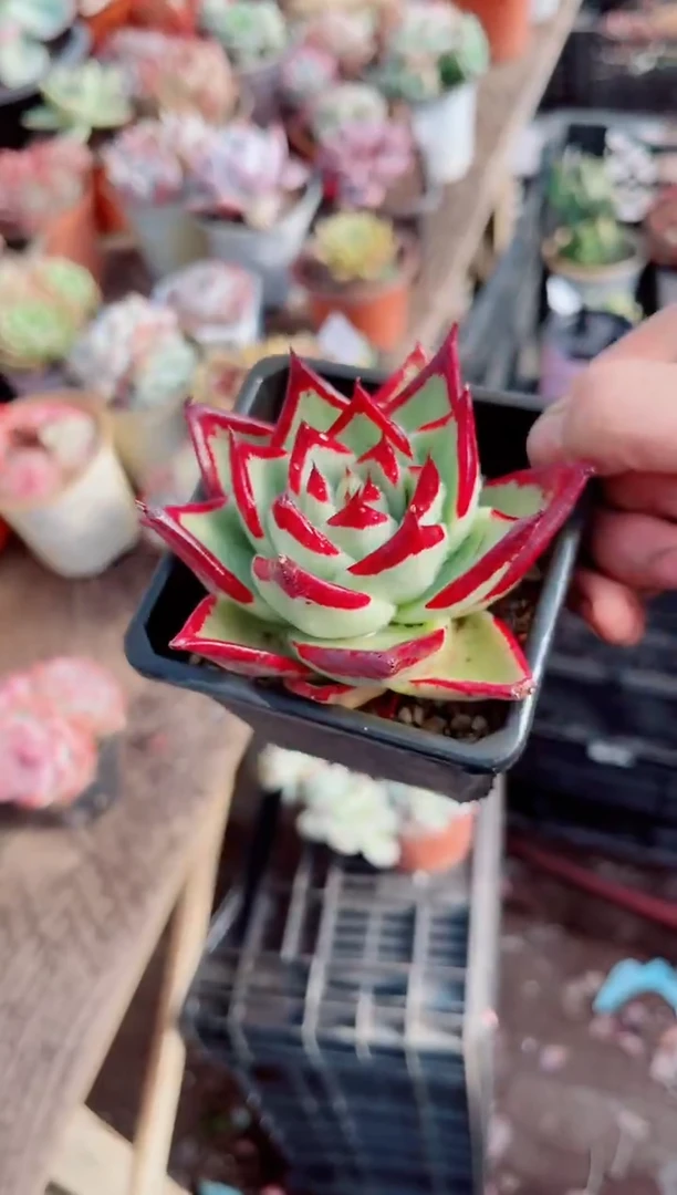 瑞*跃跃精品多肉30234