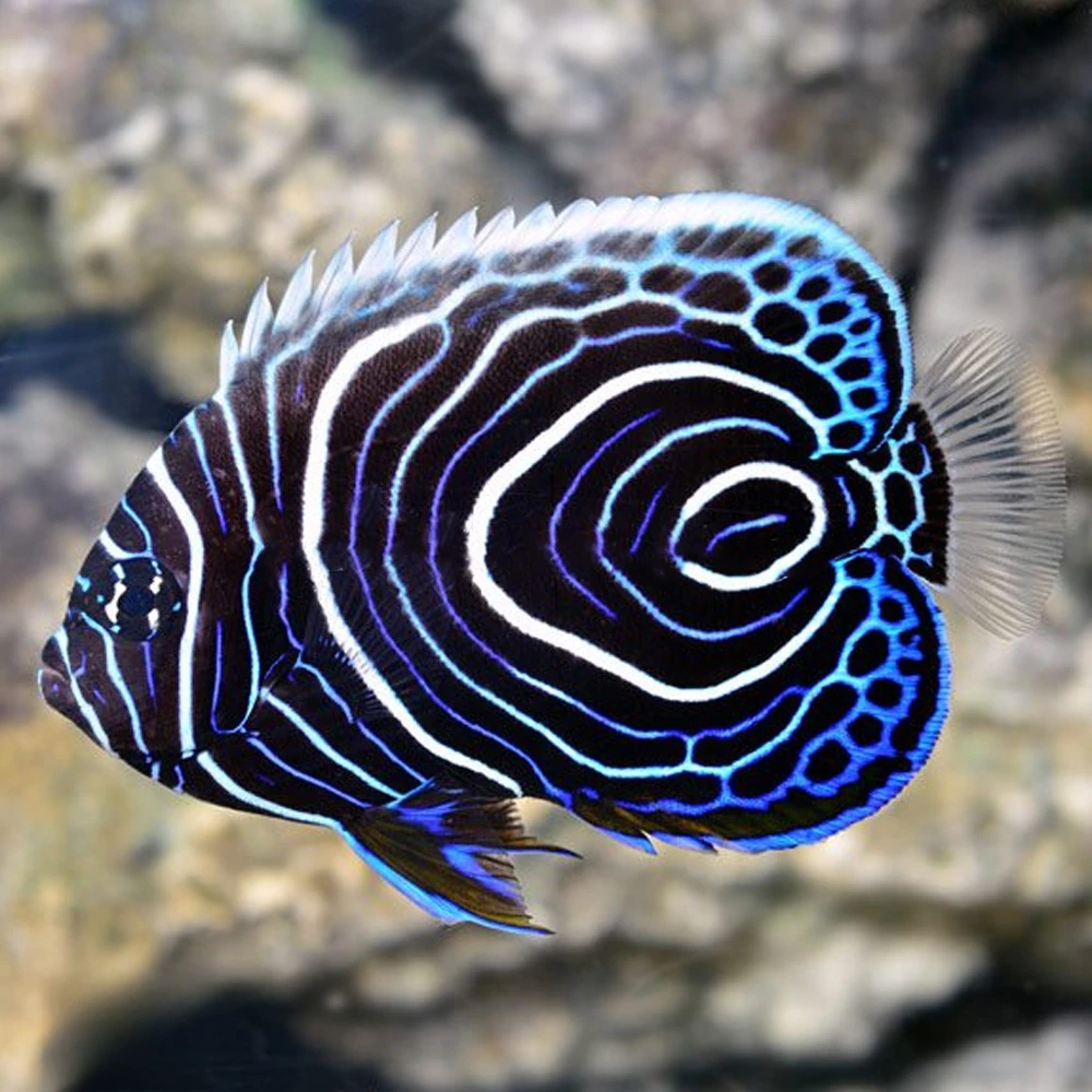海水鱼 蓝圈神仙鱼