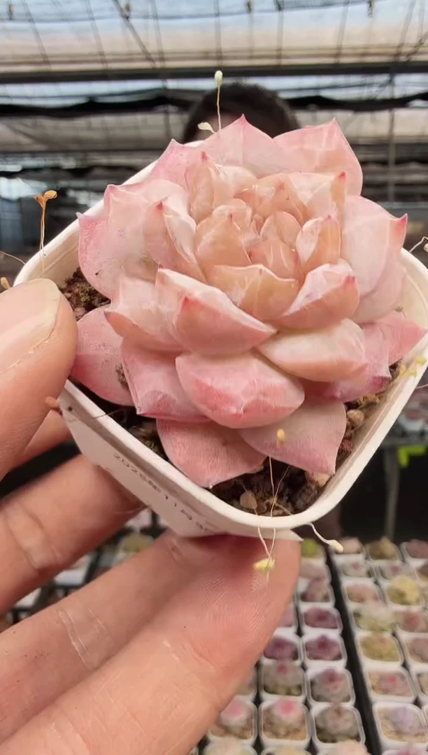 东云多肉园新款-403