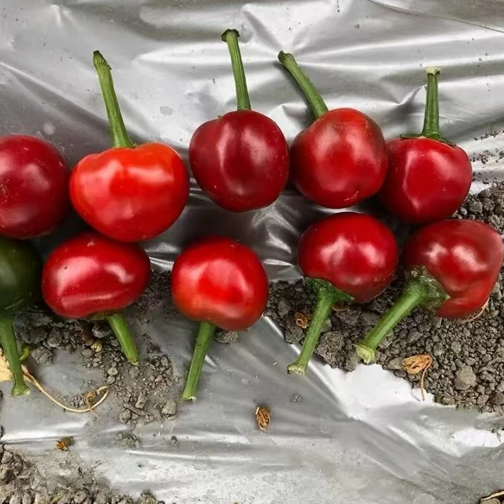 【满5包包邮】草莓泡椒 灯笼椒鲜食四季种植