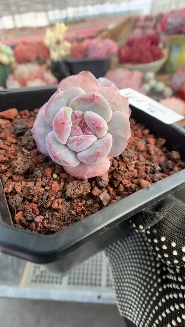 771星影多肉植物一物一拍