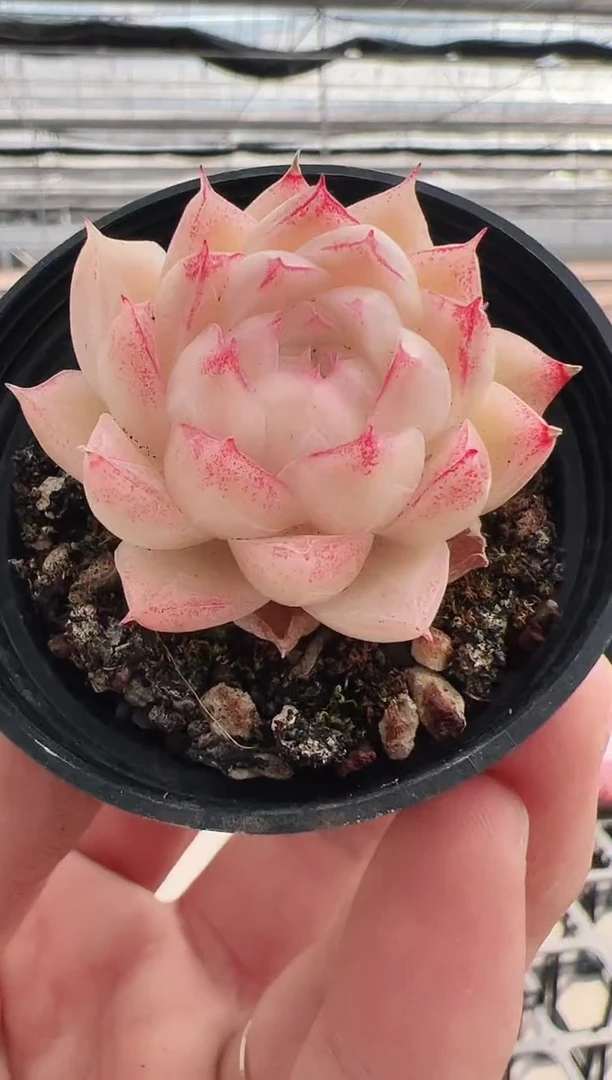 【闪购商品】新款多肉-105