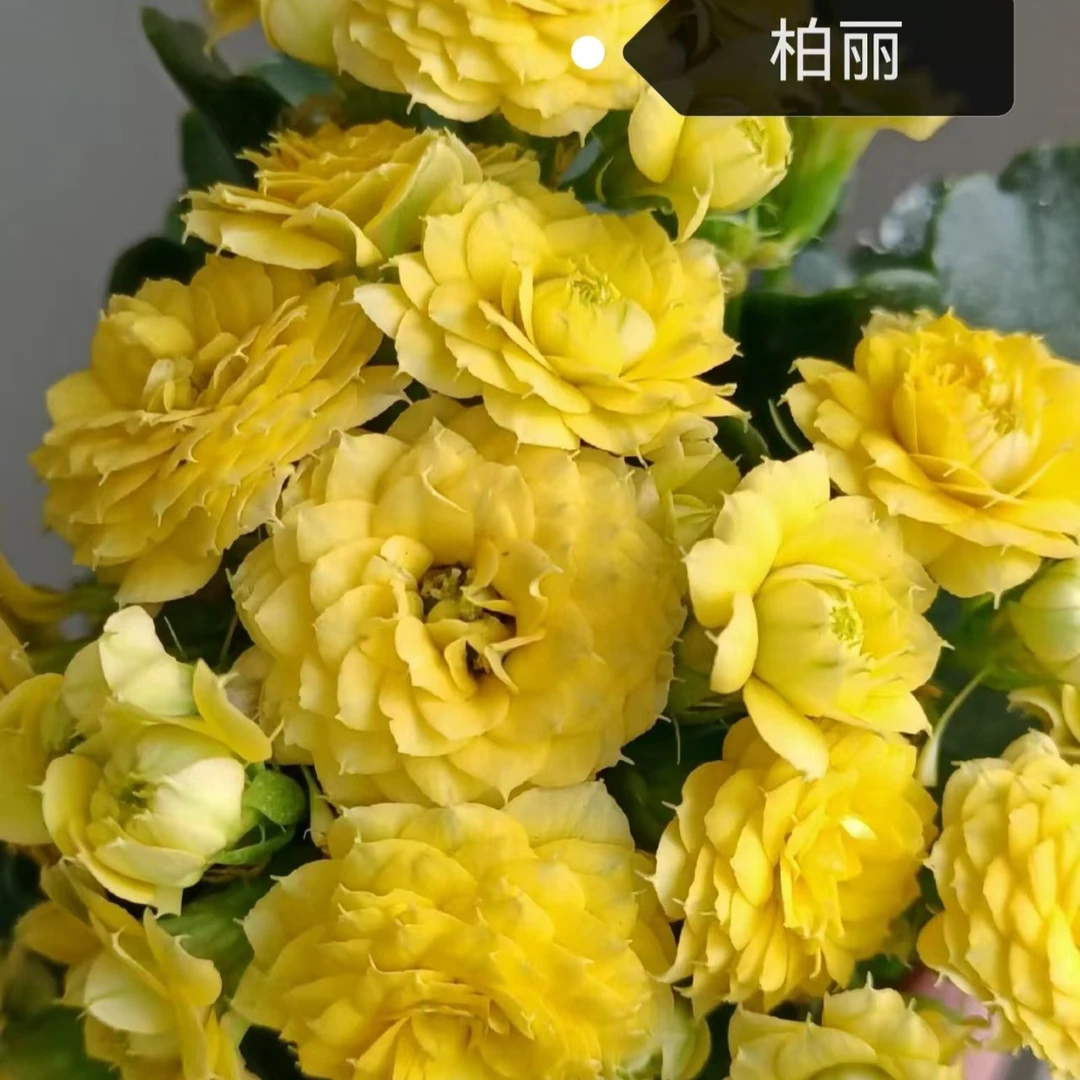 长寿花～【柏丽】（拍一送1棵小苗
